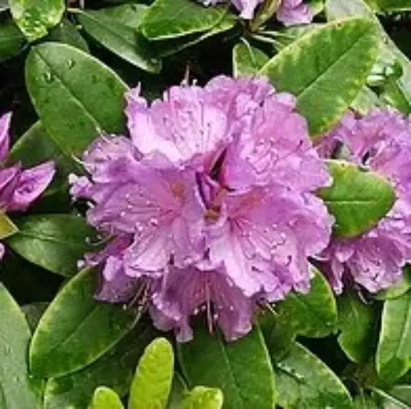 Extra Large 5 Gallon Rhododendro