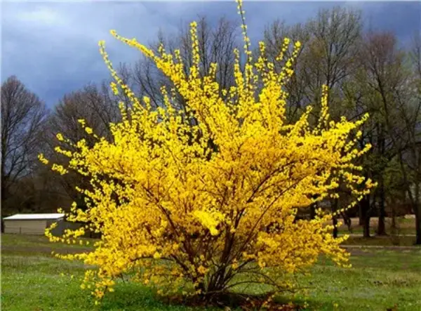 Forsythia Lynwood Gold