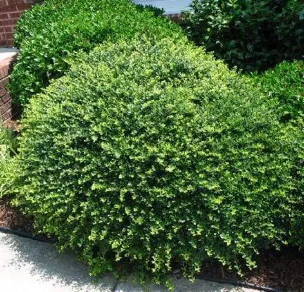Holly Compact Shrubs