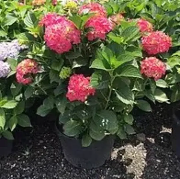 Hydrangea Pink Flowering Shrubs