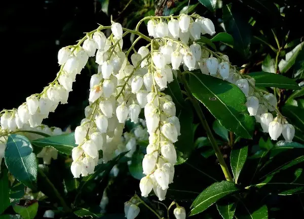 Japanese Andromeda