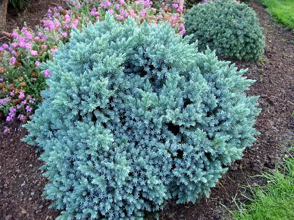 Juniper Blue Star