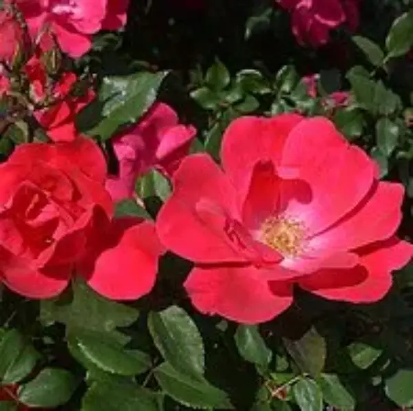 Knock Out Roses