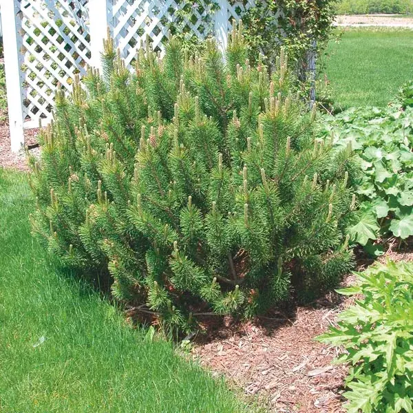 Pine Mugo
