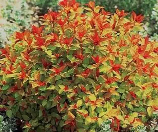 Spirea
