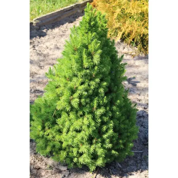 Spruce Alberta Shrubs