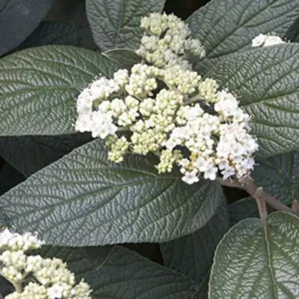 Viburnum Leatherleaf
