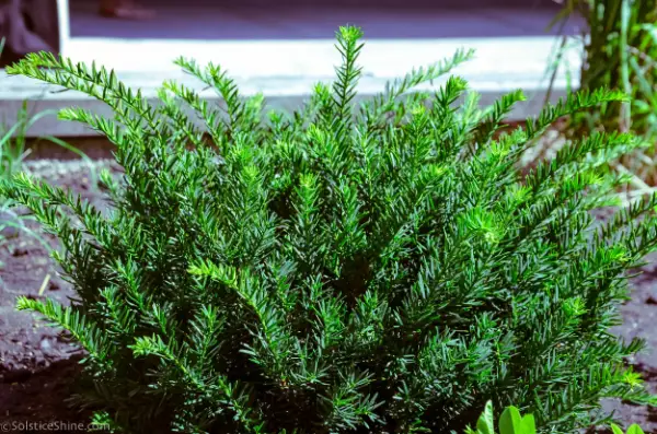 Yew