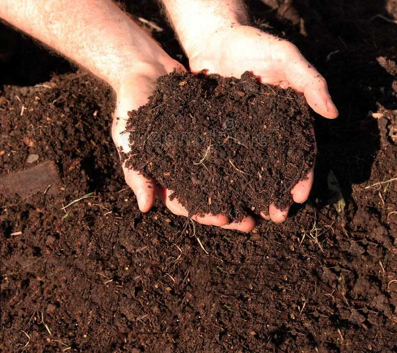 Composted Manure Hands holding rich, dark soil for gardening.