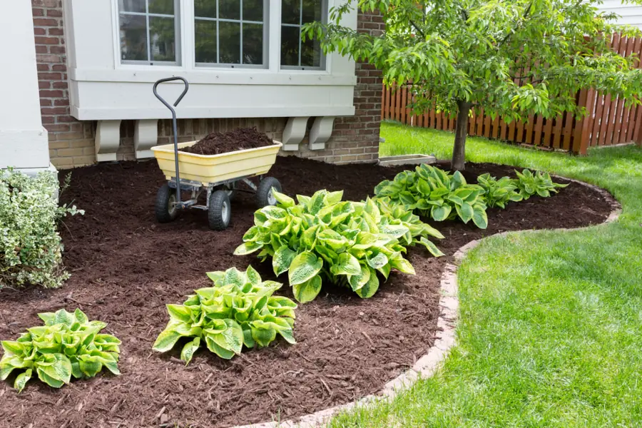 Gardening with mulch, plants, and wheelbarrow by house.