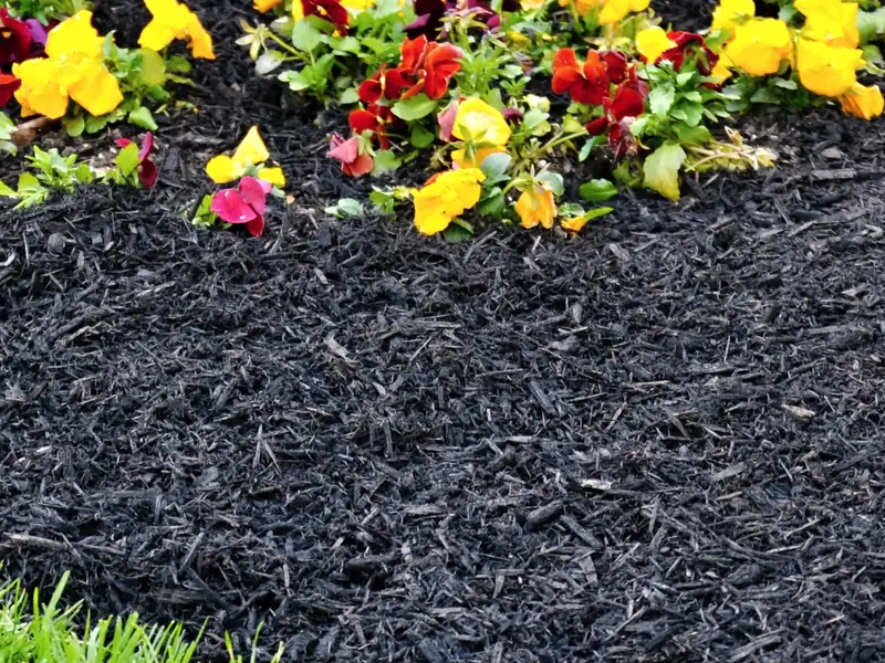 Colorful flowers in garden with black mulch