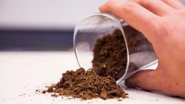 Peat Moss Hand pouring soil from glass onto white surface.
