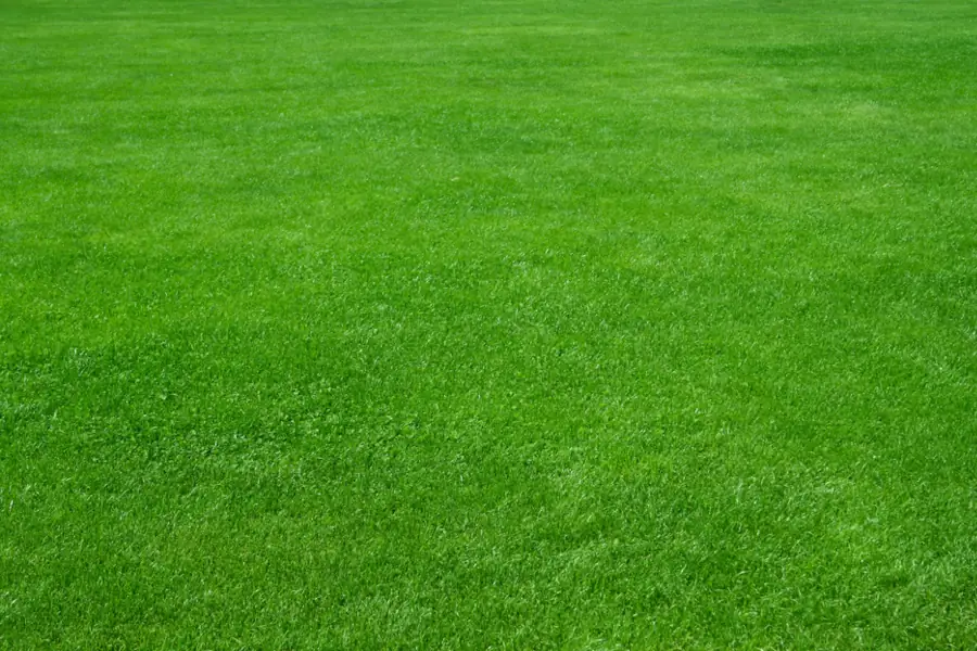 Lush green grass lawn