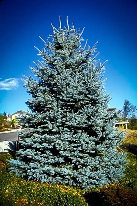 Blue Spruce