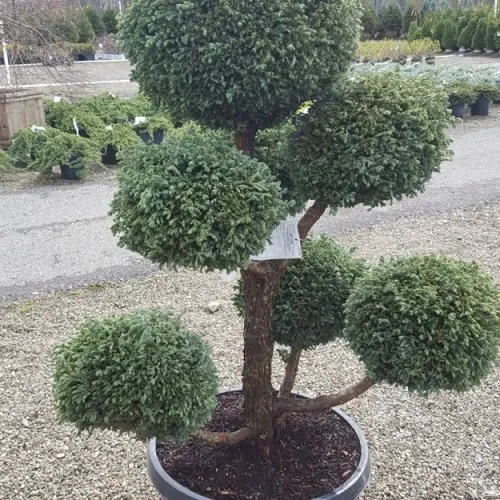 Boulevard Cypress Pom Pom