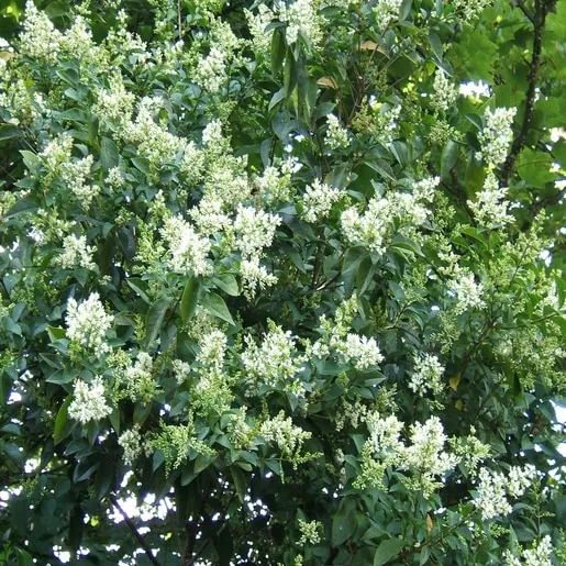 Privet