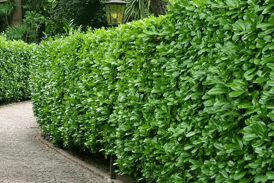 Lush green hedge along stone pathway.
