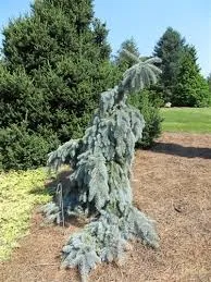 Weeping Blue Spruce