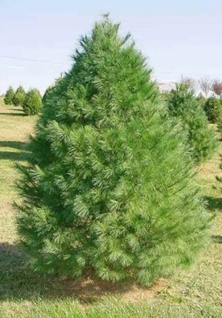 White Pine