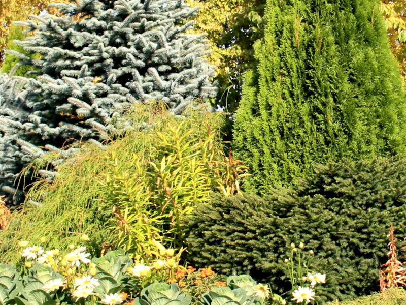 Lush garden with diverse evergreen trees and shrubs.