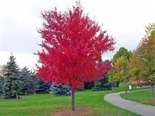 Bright Red Leaf Maple Tree