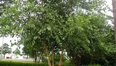 Clump River Birch