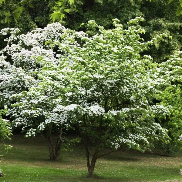 Dogwood
