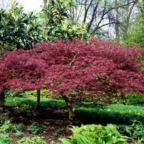 Japanese Maple