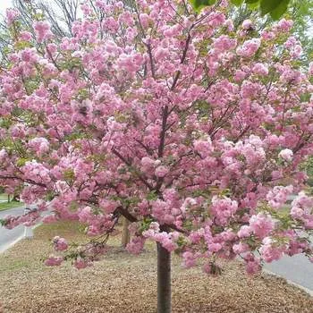 Kwanzan Tree