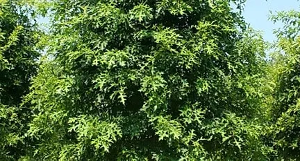 Oak Trees