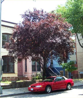 Ornamental Plum Tree