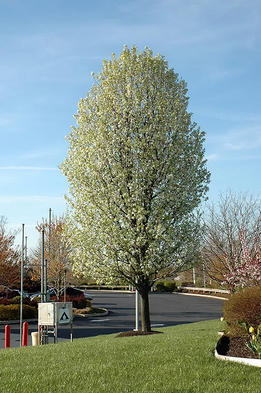 Pear Tree