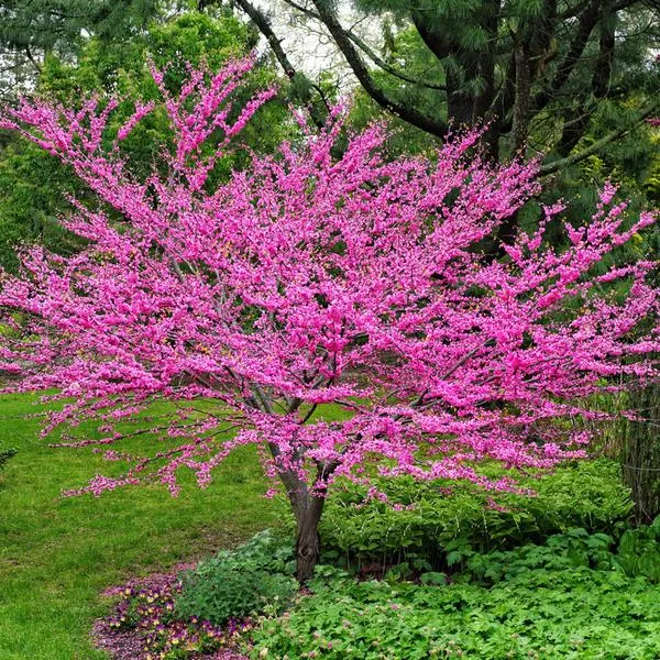 Redbud