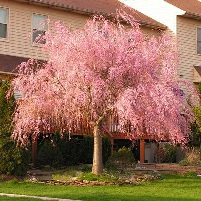Weeping Cherry